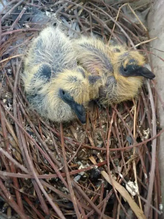 4 day old baby pigeons