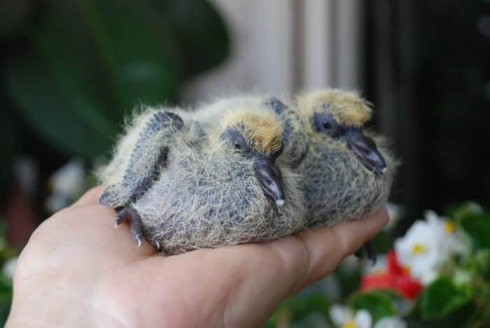 two baby pigeons