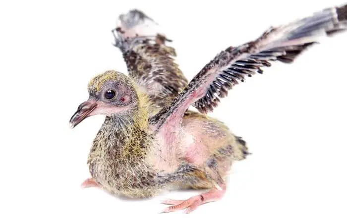 baby pigeon stretching its wings
