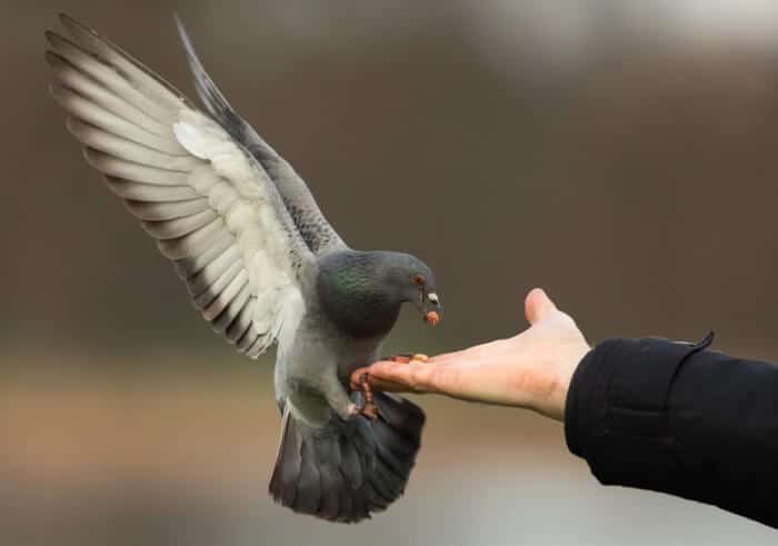 feral pigeon feeding from hand