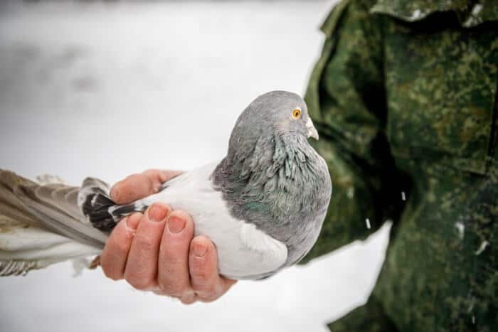 How to Catch a Pigeon Safely Without Hurting It – Pigeonpedia