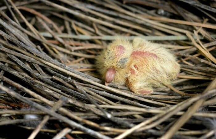 newborn pigeon