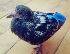 How to Sex a Pigeon: Everything You Need To Know – Pigeonpedia
