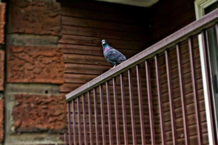 pigeon sat on balcony