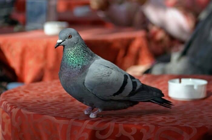 pigeon with bad feet