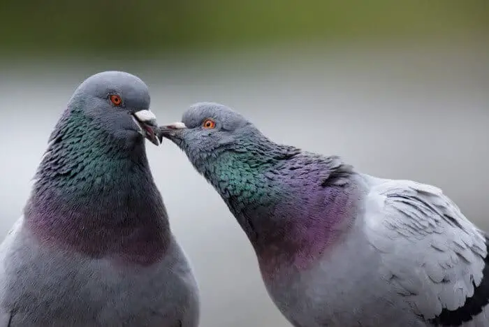 pigeons cooing