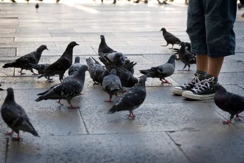 group of pigeon on pavement