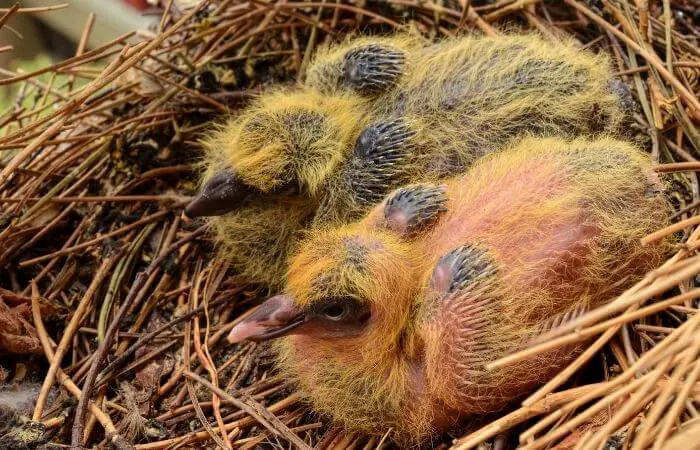 two baby pigeons in nest
