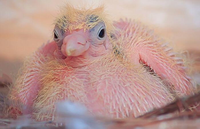 very newborn pigeon