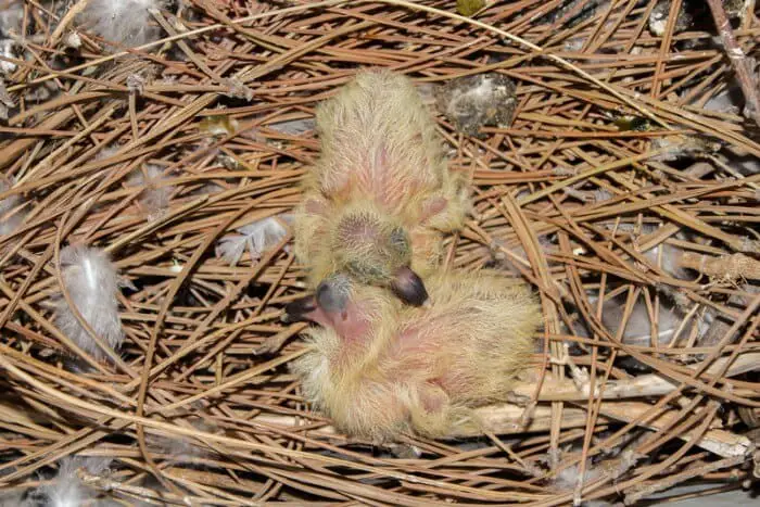 baby pigeons in nest