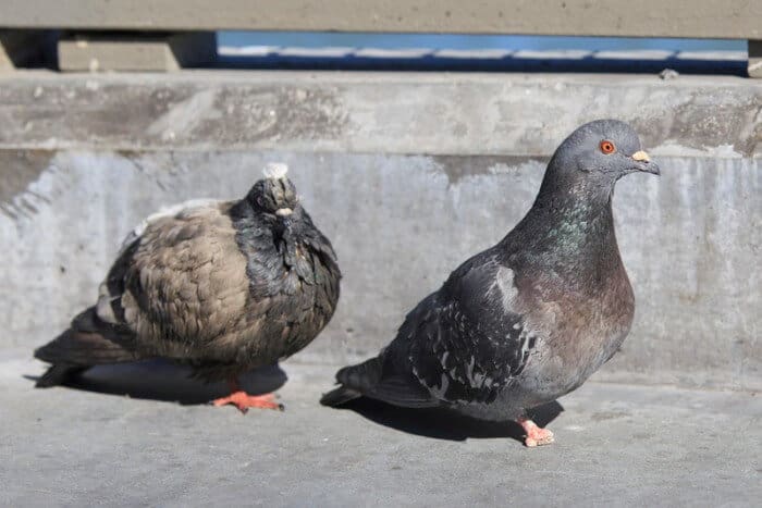 why do pigeons have bad feet