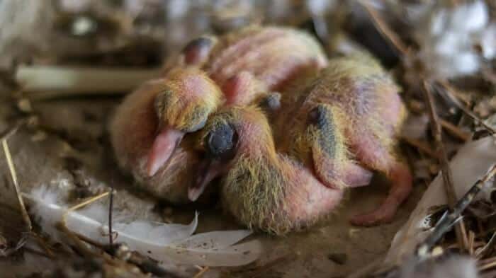 what do baby pigeons look like