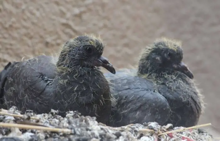 young baby pigeons