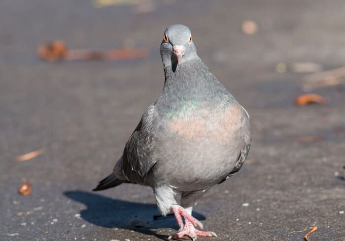 pigeons can multi-task