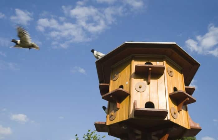 a pigeon loft