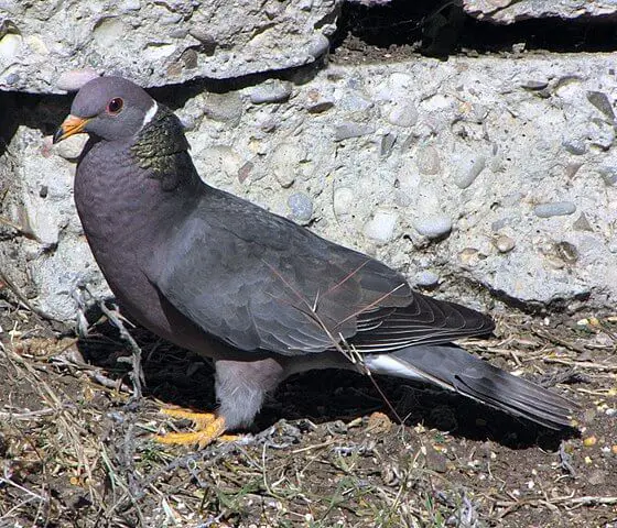 band-tailed pigeon