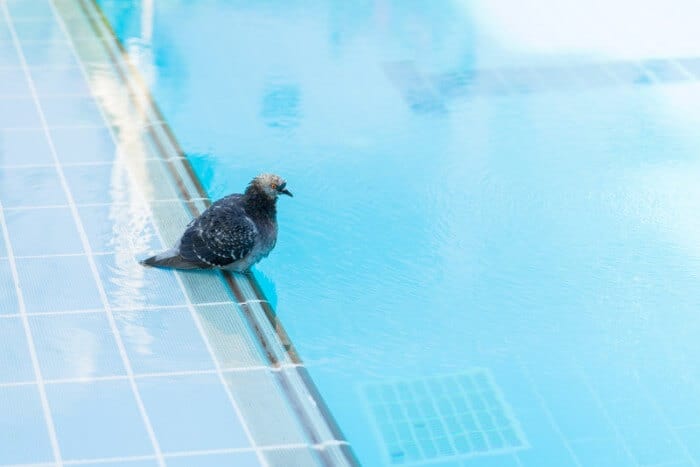 can pigeons swim