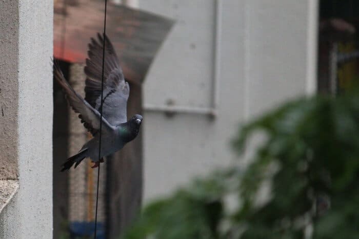 carrier pigeon flying out of trap door