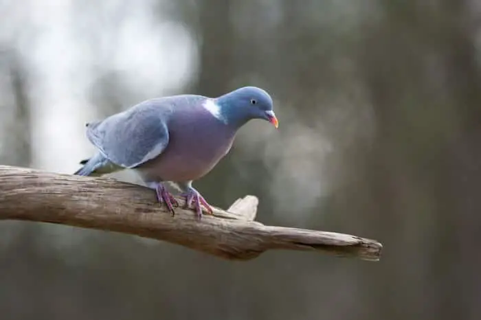 common Wood Pigeon