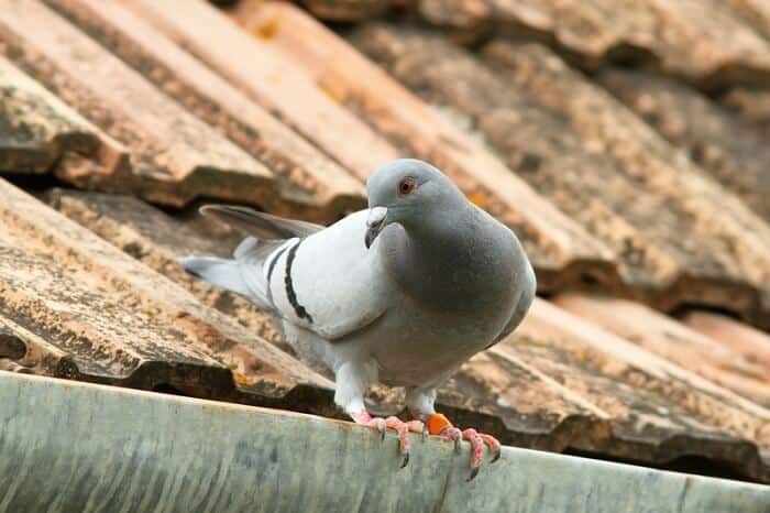 pigeons can remember things