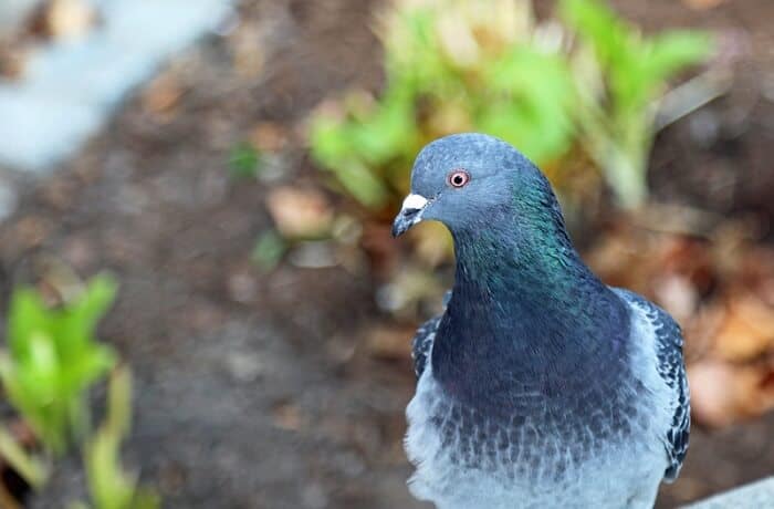 domestic pigeon