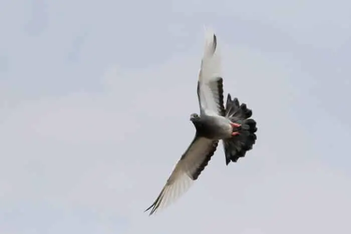 flying homing pigeon