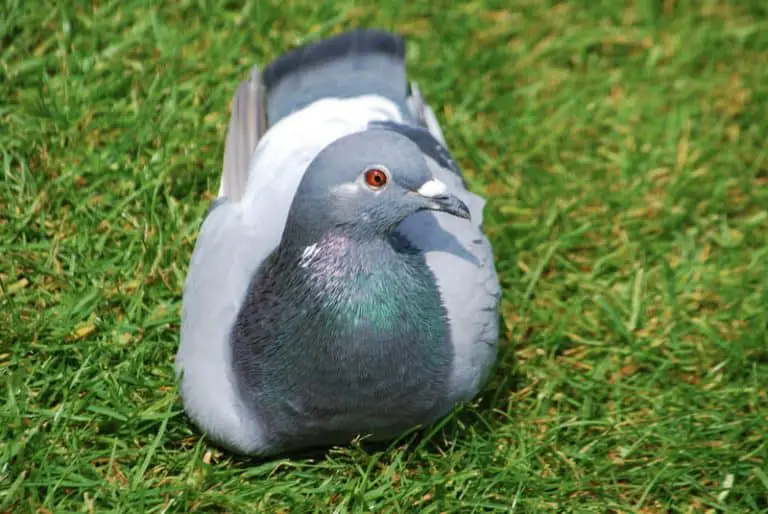 Pigeons as Pets Do They Make Good Pets and How to Keep Them Pigeonpedia
