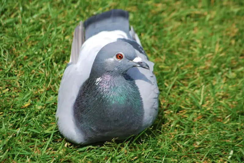 Do rock pigeons make good pets