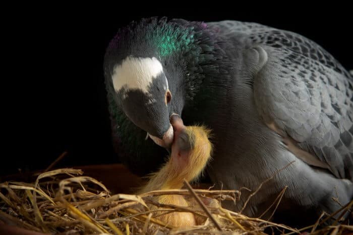 pigeon feeding baby pigeons