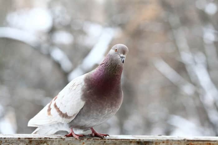 pigeon breeds type