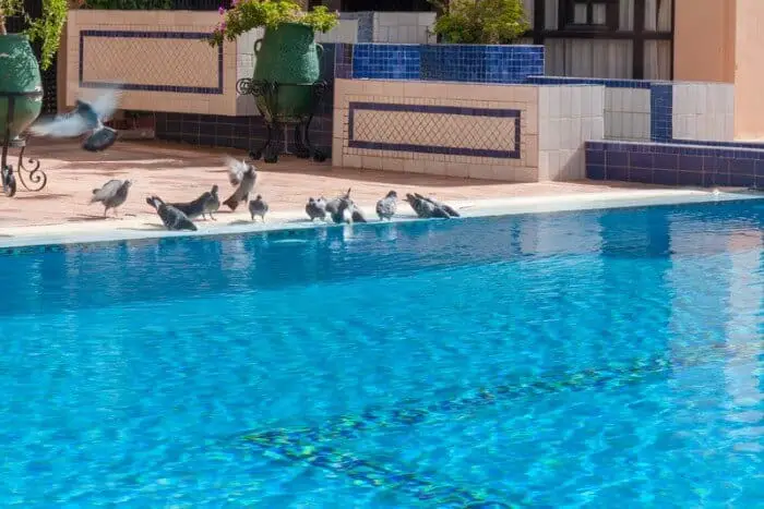 pigeons drinking from swimming pool