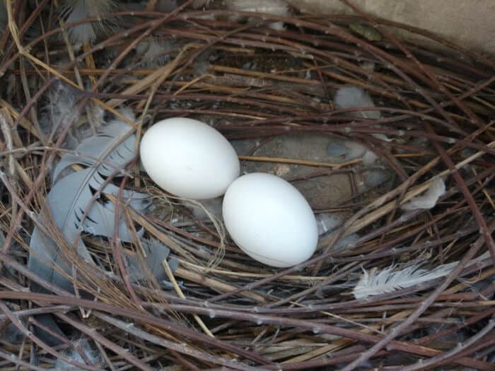 pigeon eggs in a nest