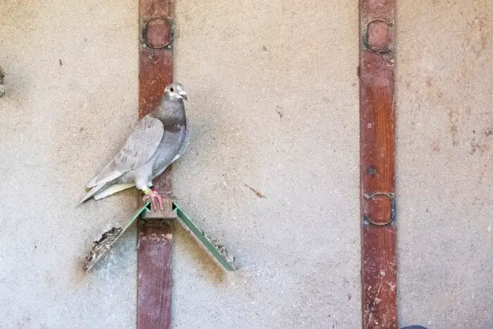 pigeon in loft