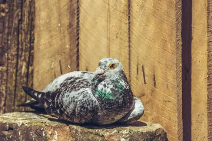 pigeon in pigeon coop
