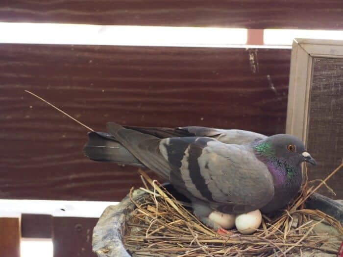 do pigeons lay eggs