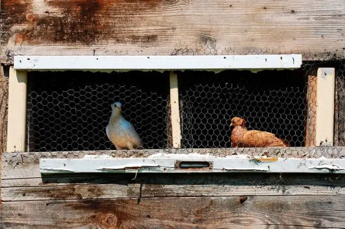 pigeons in coop