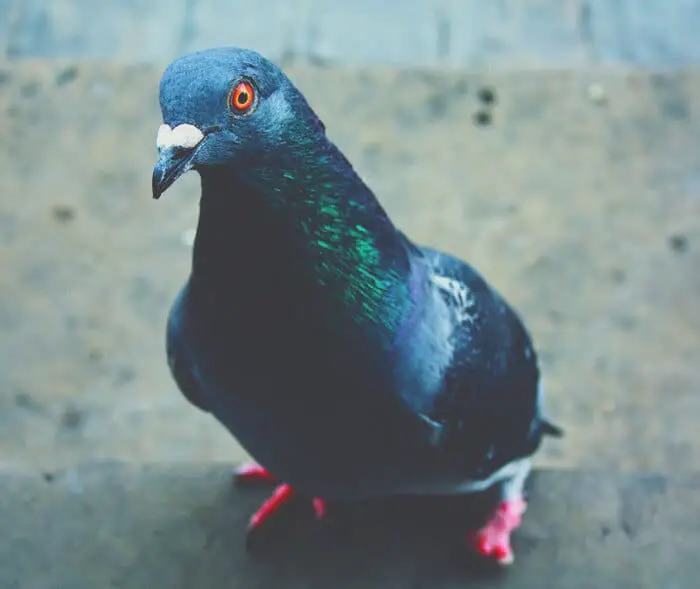 red eyed pigeon