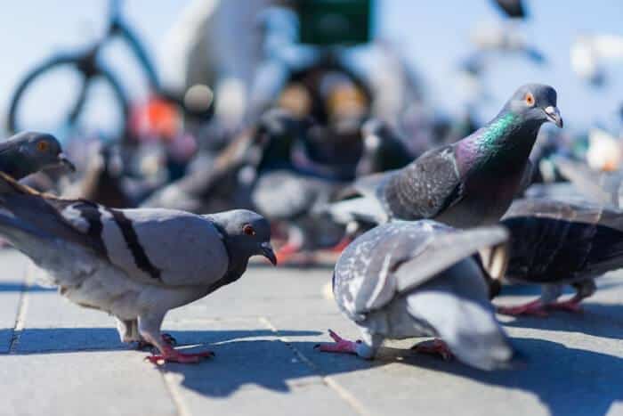 why do pigeons bob their heads