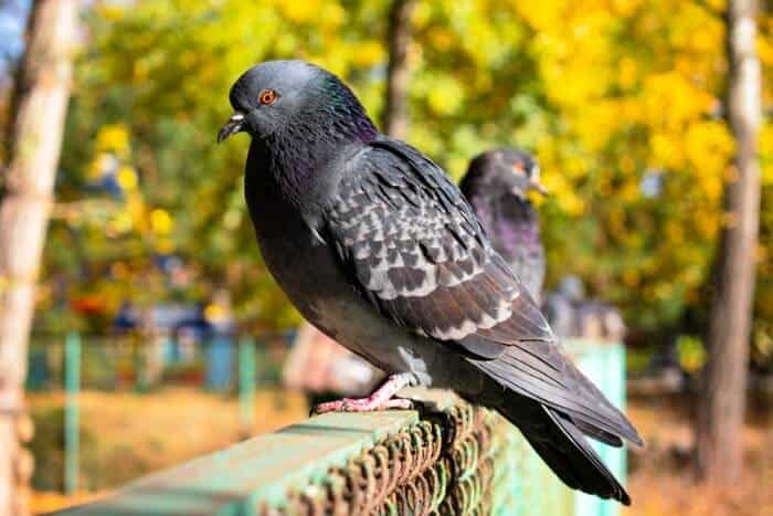 why do pigeons have red eyes