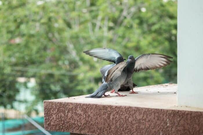 aggressive pigeons