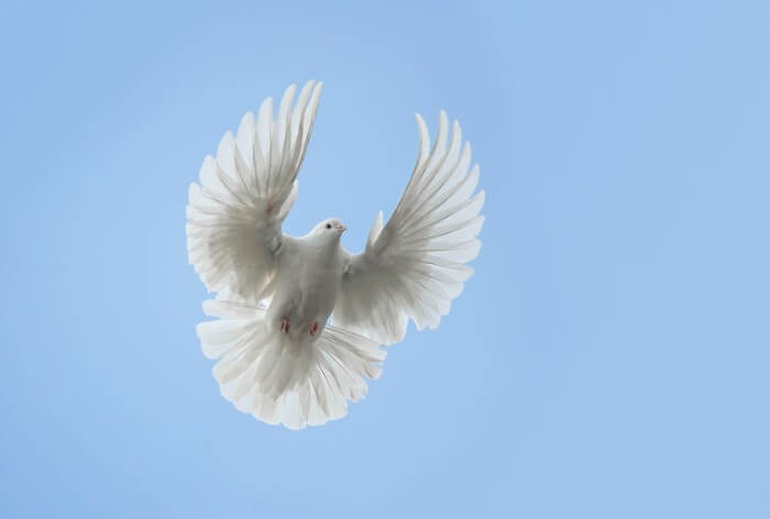 dove flying