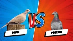 The Difference Between A Dove Vs A Pigeon Explained – Pigeonpedia