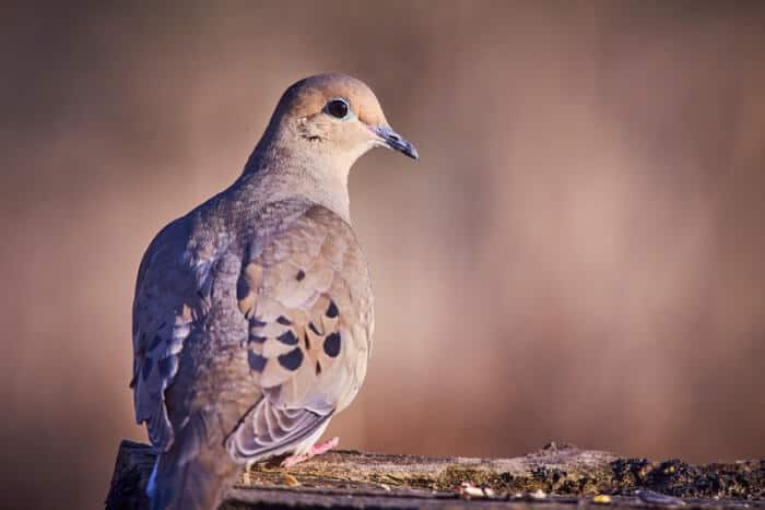 mourning dove