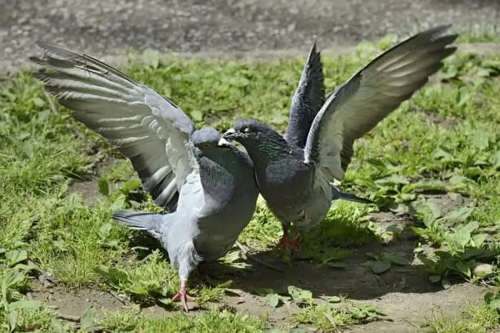 pigeon battle