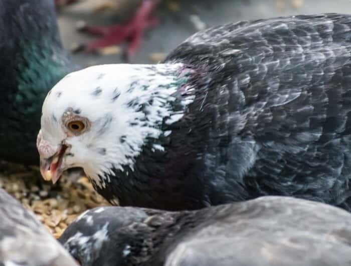 pigeons eating