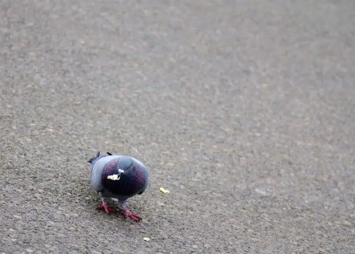 pigeon foraging