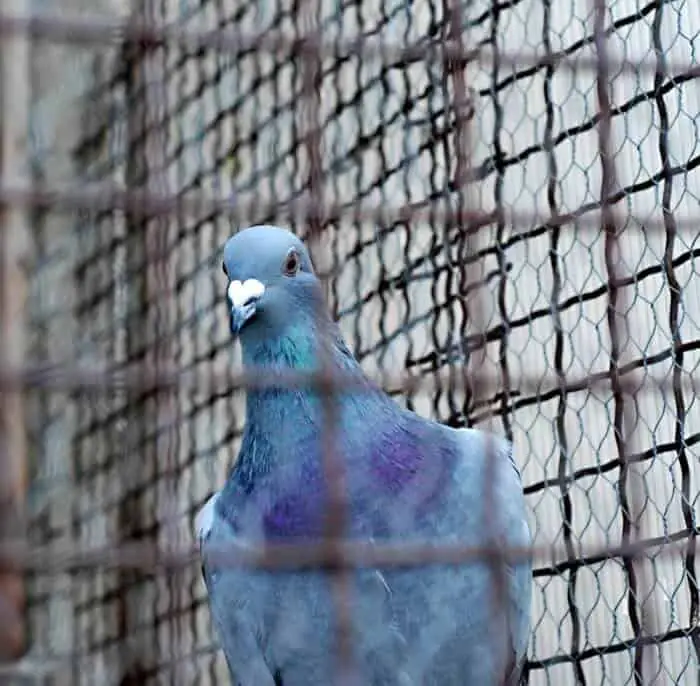 pigeon in cage