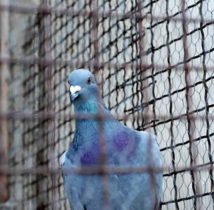 pigeon in cage