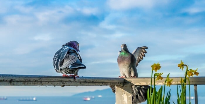 pigeons attacking each other