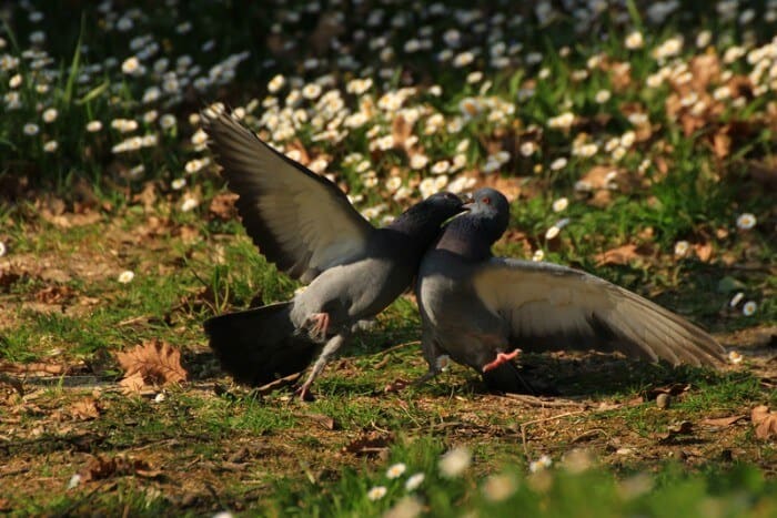 pigeons fighting